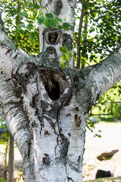 20150717_115948 D4S.jpg - Birch, Rockport, ME